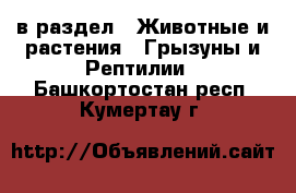  в раздел : Животные и растения » Грызуны и Рептилии . Башкортостан респ.,Кумертау г.